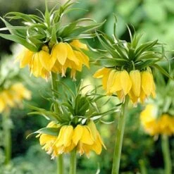Yellow Crown Imperial -Garden Outfitters Store fritillariayellow1 1