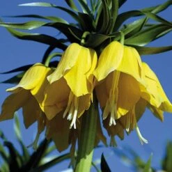 Yellow Crown Imperial -Garden Outfitters Store fritillariayellow 1