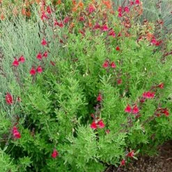 Furman's Red Texas Salvia -Garden Outfitters Store furmans red texas salvia