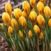 Fuscotinctus Snow Crocus -Garden Outfitters Store fuscotinctus snow crocus
