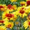 Amber Wheels Gaillardia 1 Amber Wheels Gaillardia -Garden Outfitters Store gaillardia aristida amber wheels 3