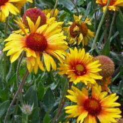 Amber Wheels Gaillardia -Garden Outfitters Store gaillardia aristida amber wheels 4
