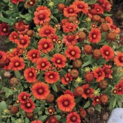 Arizona Red Shades Gaillardia -Garden Outfitters Store gaillardia arizona red shades flowers