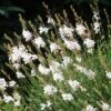 Intermountain Beauty Gaura -Garden Outfitters Store gaura lindheimeri intermountain white appleblossom grass