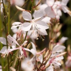 Snow Fountain Gaura -Garden Outfitters Store gaura lindheimeri snowfountain bloom