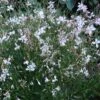 Snow Fountain Gaura -Garden Outfitters Store gaura snow fountain 003 plant haven