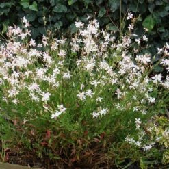 Snow Fountain Gaura -Garden Outfitters Store gaura snow fountain plant haven 1