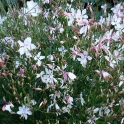 Snow Fountain Gaura -Garden Outfitters Store gaura snow fountain plant haven