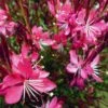Whiskers Deep Rose Gaura -Garden Outfitters Store gaura whiskers deep rose 2 1
