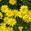 Colorado Gold® Gazania