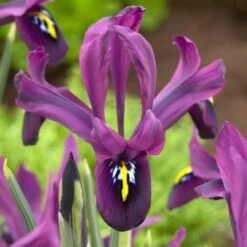 George Specie Iris (Mini Iris) 9 George Specie Iris (Mini Iris) -Garden Outfitters Store george mini iris specie iris purple