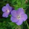 Johnson's Blue Geranium -Garden Outfitters Store geranium johnsons blue paul drobot