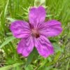 Sticky Geranium -Garden Outfitters Store geranium viscosissimum 1