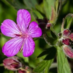 Sticky Geranium -Garden Outfitters Store geranium viscosissimum 3
