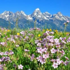 Sticky Geranium -Garden Outfitters Store geranium viscosissimum 4