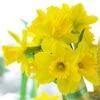 Gigantic Star Large Cupped Daffodil -Garden Outfitters Store gigantic star daffodil narcissus cropped
