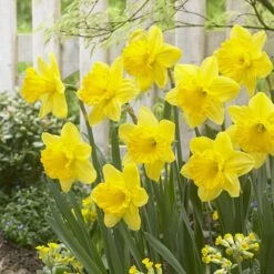 Gigantic Star Large Cupped Daffodil -Garden Outfitters Store gigantic star daffodil narcissus cropped 1