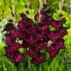 Espresso Gladiolus 1 Espresso Gladiolus -Garden Outfitters Store gladiolus espresso flwoer blooms garden