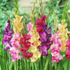 Rainbow Gladiolus Mix -Garden Outfitters Store gladiolusmix3 1
