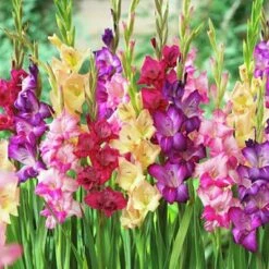 Rainbow Gladiolus Mix -Garden Outfitters Store gladiolusmix4 1