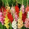 Rainbow Gladiolus Mix -Garden Outfitters Store gladiolusmix5 1