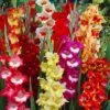 Parrot Gladiolus Mix -Garden Outfitters Store gladiolusparrotmix1 1