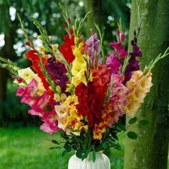 Garden Outfitters Store -Garden Outfitters Store gladiolusrainbowmix1 2