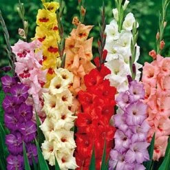 Rainbow Gladiolus Mix -Garden Outfitters Store gladiolusrainbowmix 3
