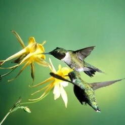 Golden Spur Columbine -Garden Outfitters Store golden spur columbine aquilegia
