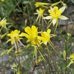 Golden Spur Columbine -Garden Outfitters Store golden spur columbine aquilegia