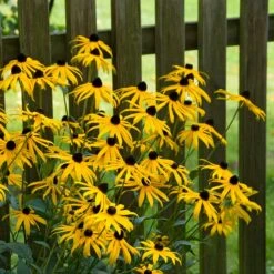 Goldsturm Black Eyed Susan 11 Goldsturm Black Eyed Susan -Garden Outfitters Store goldstrum black eyed susan 2