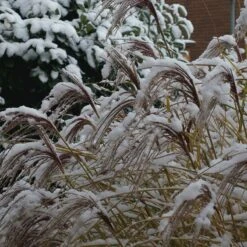 Gracillimus Miscanthus Grass -Garden Outfitters Store gracillimus miscanthus grass