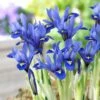 Harmony Specie Iris (Mini Iris) -Garden Outfitters Store harmony mini iris specie iris 1