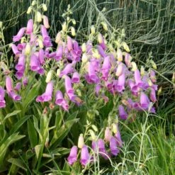 Spanish Peaks® Foxglove 9 Spanish Peaks® Foxglove -Garden Outfitters Store hblvz51 digitalis thapsi spanish peaks 2