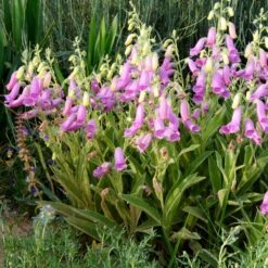 Spanish Peaks® Foxglove 11 Spanish Peaks® Foxglove -Garden Outfitters Store hblvz51 digitalis thapsi spanish peaks