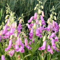 Spanish Peaks® Foxglove 10 Spanish Peaks® Foxglove -Garden Outfitters Store hblvz51 digitalis thapsi spanish peaks 3