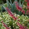 Glowing Embers® Agastache -Garden Outfitters Store hcg agastache glowing embers agave havardiana melampodium 1 1