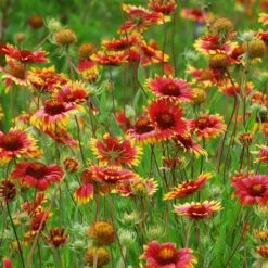 Native Dry Area Wildflower Seed Mix 10 Native Dry Area Wildflower Seed Mix -Garden Outfitters Store hcg dry area mix blanketflower