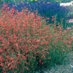 Pineleaf Penstemon -Garden Outfitters Store hcg penstemon pinifolius pineleaf beardtongue 75760