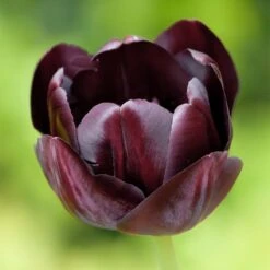 Queen Of The Night Single Late Tulip -Garden Outfitters Store hcg single late tulip queen of the night