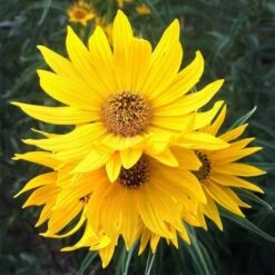 Santa Fe Maximilian's Sunflower (Helianthus) 13 Santa Fe Maximilian's Sunflower (Helianthus) -Garden Outfitters Store hcgsp15jackganse 23526409 helian