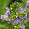 Heavenly Habit Jacob's Ladder 1 Heavenly Habit Jacob's Ladder -Garden Outfitters Store heavenly habit jacob s ladder close up flower