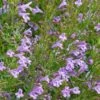 Profuse Pink False Pennyroyal (Hedeoma) -Garden Outfitters Store hedeoma hyssopifolia profuse pink close