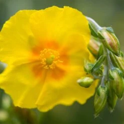 Ben Fhada Rock Rose (Helianthemum) -Garden Outfitters Store helianthemum ben fhada blooms buds