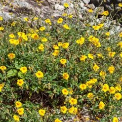 Ben Fhada Rock Rose (Helianthemum) -Garden Outfitters Store helianthemum ben fhada yellow grouping