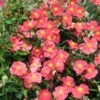 Ben Ledi Rock Rose (Helianthemum) -Garden Outfitters Store helianthemum bed ledi cropped 2