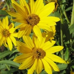 Dakota Sunshine Maximilian's Sunflower (Helianthus) -Garden Outfitters Store helianthus max dakota sunshine close up