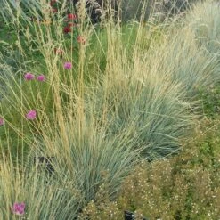 Blue Oat Grass -Garden Outfitters Store helictotrichon sempervirens 1 cropped 1