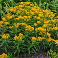 Hello Yellow Butterfly Weed -Garden Outfitters Store hello yellow butterfly weed