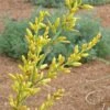 Yellow Flowering Texas Yucca (Hesperaloe) -Garden Outfitters Store hesperaloe parviflora yellow close up of flower